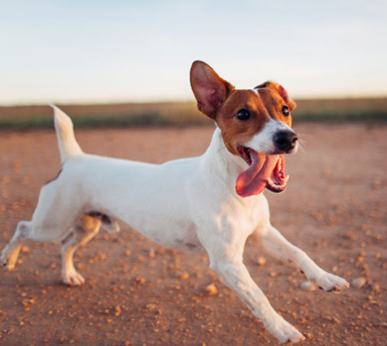 dog running at park